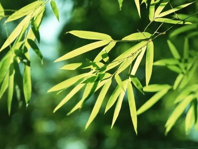 原创舞蹈《竹上仙》第三节课邀您打卡！