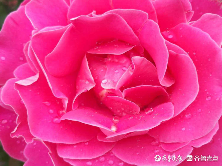 花开齐鲁浪漫夏天临沂郯城月季花开花瓣层层叠叠热情奔放