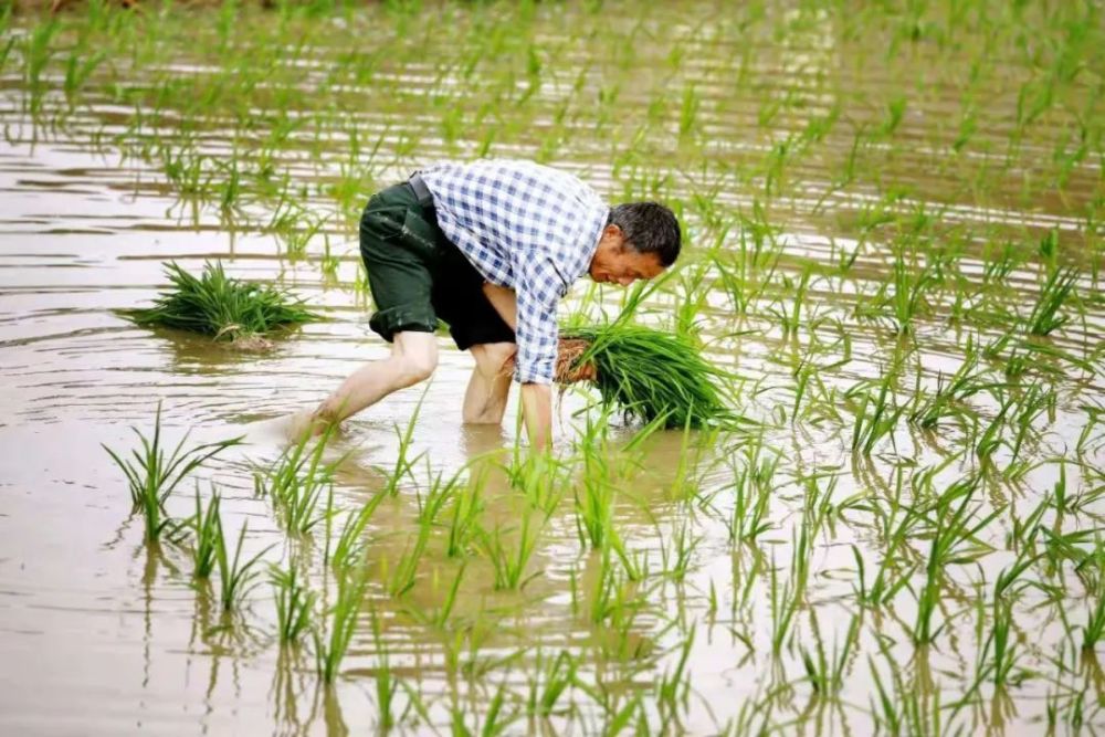 图集插秧了遂宁田间风光好