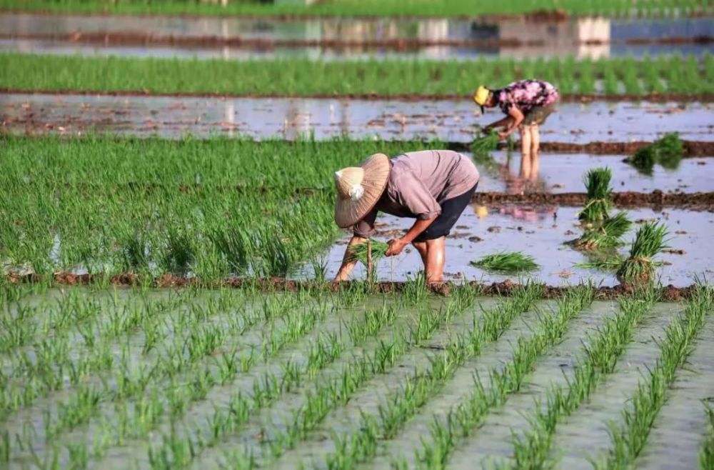 图集插秧了遂宁田间风光好