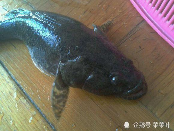 东北的老头鱼是一种什么鱼它有什么神奇之处