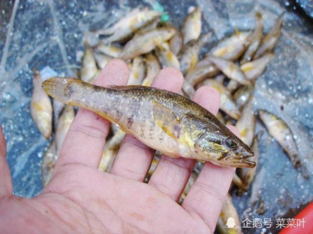 東北的老頭魚是一種什麼魚?它有什麼神奇之處