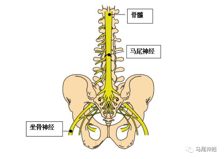 马尾神经损伤早期常见症状有哪些 知道这些避免马尾神经损伤 腾讯新闻