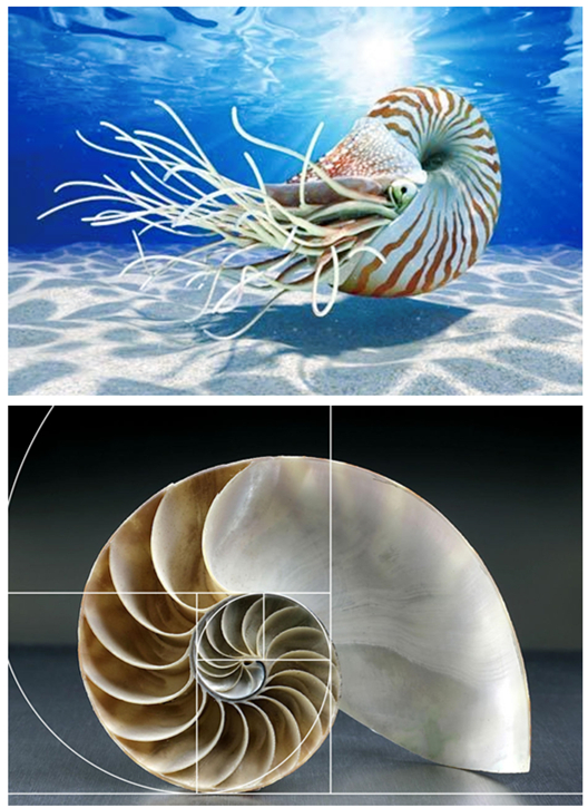 海洋动物仿生设计作品图片