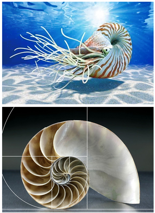 nautilus一词意为鹦鹉螺,一种在地球上存活了几亿年的神秘海底生物,它