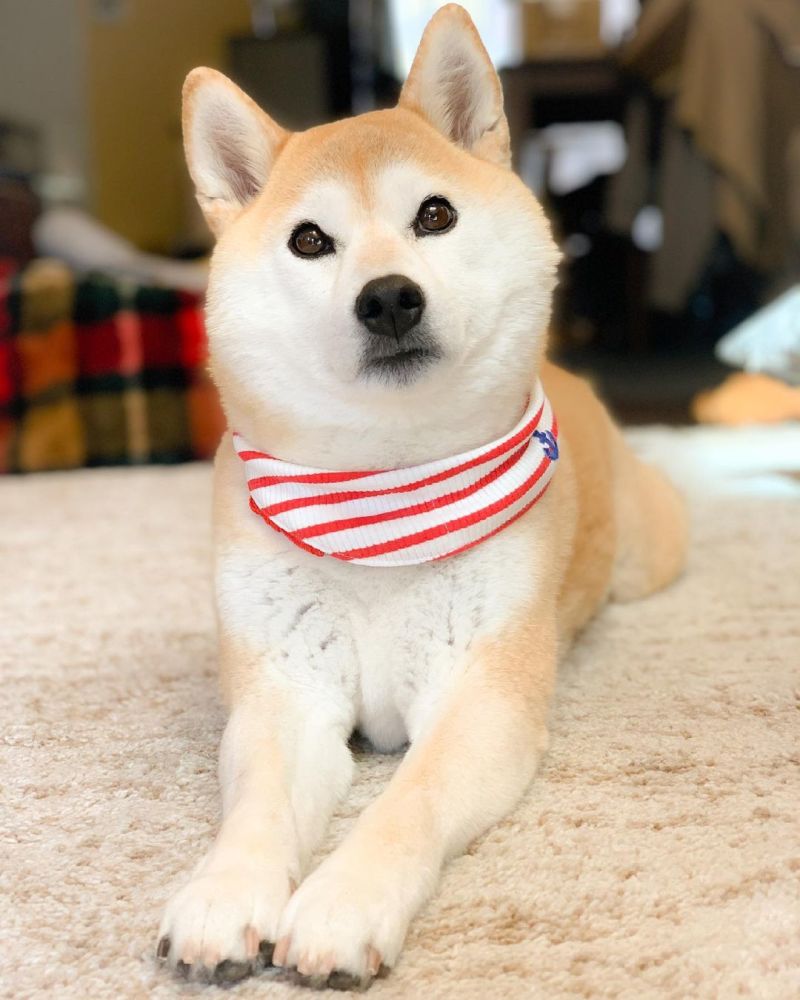 柴犬的这些 语言 你了解多少呢 腾讯新闻