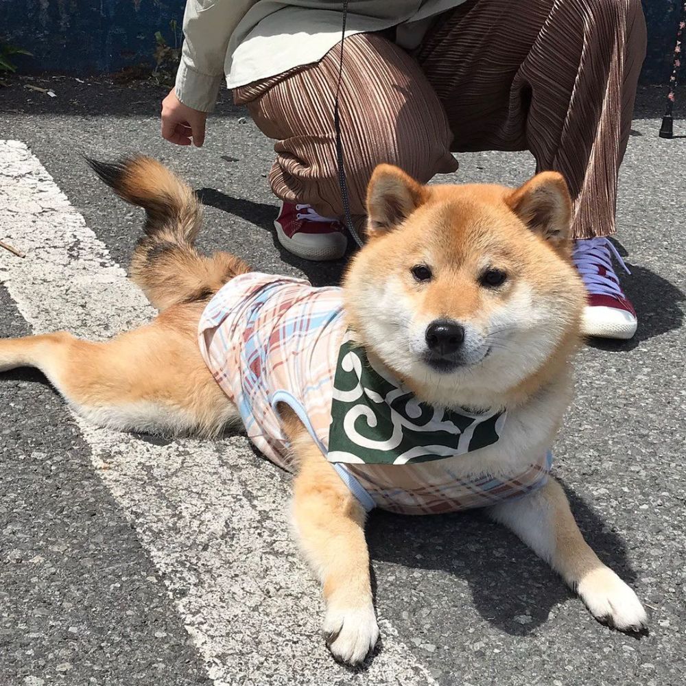 柴犬的这些 语言 你了解多少呢 腾讯新闻