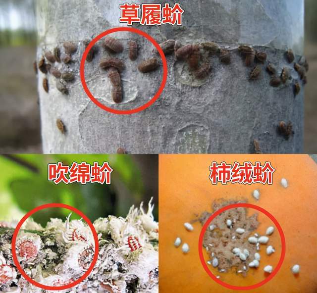 二,绵蚧类在球蚧类蚧壳虫中,朝鲜球坚蜡蚧,褐盔