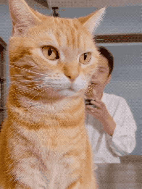 养了一只复仇猫铲屎官每天都想原地去世100遍