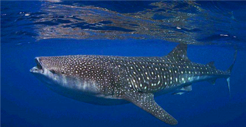 被死神遗忘的鲨鱼,现400岁,从明朝活到现在,让无数人好奇