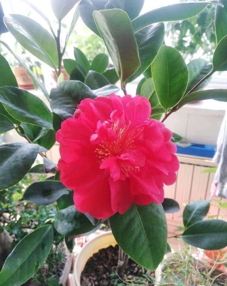 北方盆栽四季茶花 春夏秋落实4点 花开不断 花色艳丽夺目 腾讯新闻