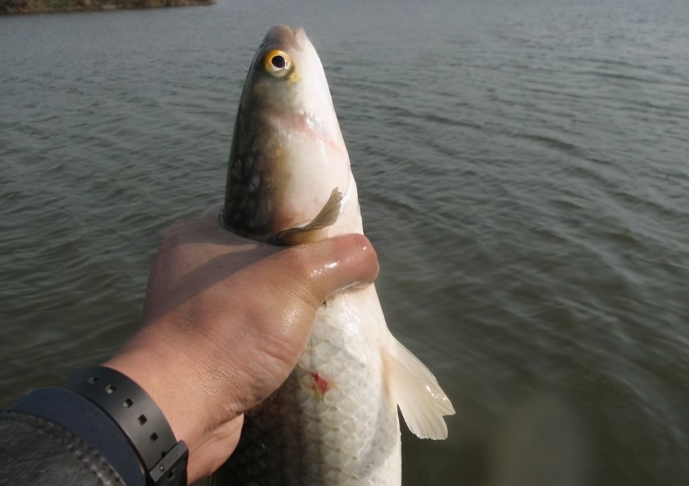 準備好窩料和釣餌,釣梭魚,真的一點也不難