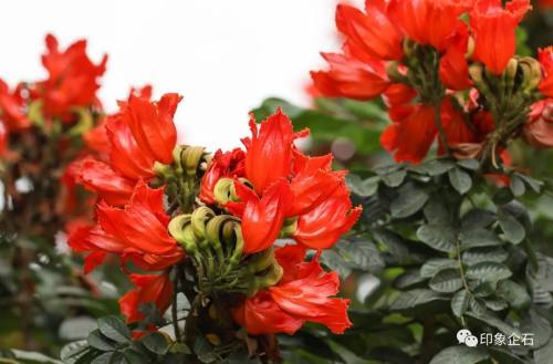 企石这些地方的火焰木都开好了一起去感受