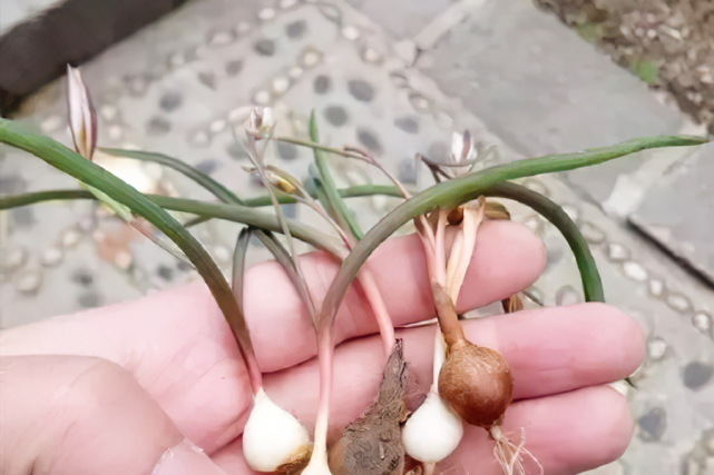 綿棗兒是百合科綿棗兒屬植物,它長在地下,不可以生吃,挖出來以後需要