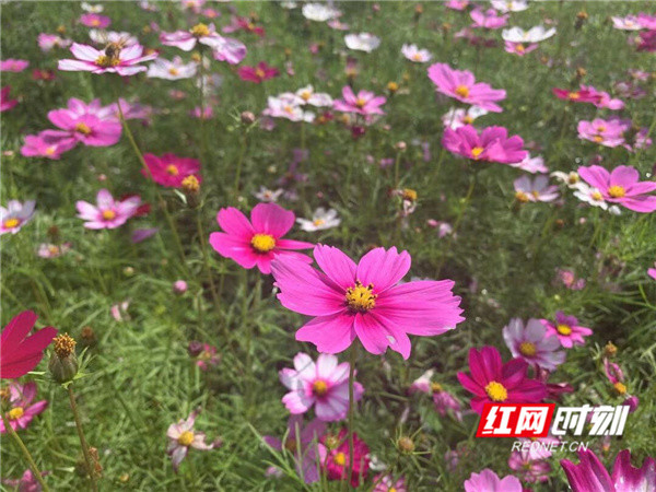 格桑花竞相绽放江永又一打卡地诞生 腾讯新闻