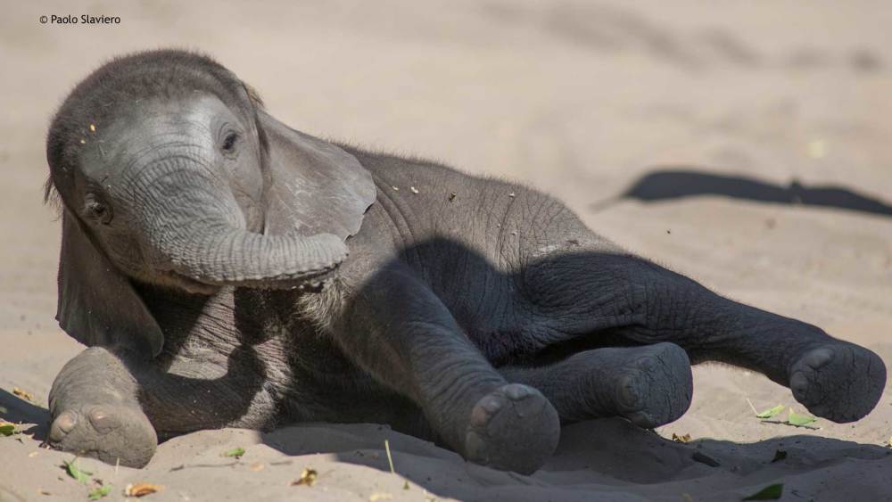 大象泰克的悲惨故事美国街头狂奔被警察87枪打死