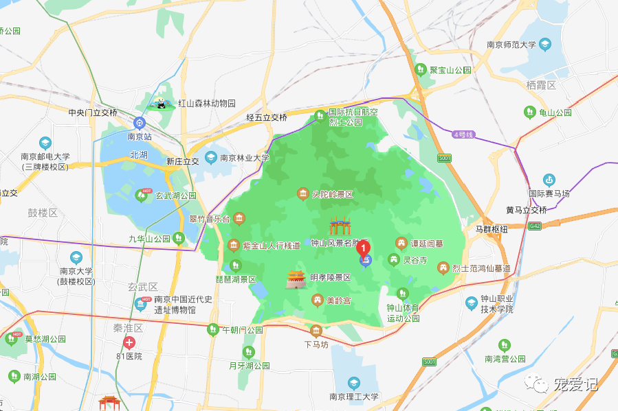 江苏南京玄武区允许带狗带猫带宠物的公园和景区宠物友好地图