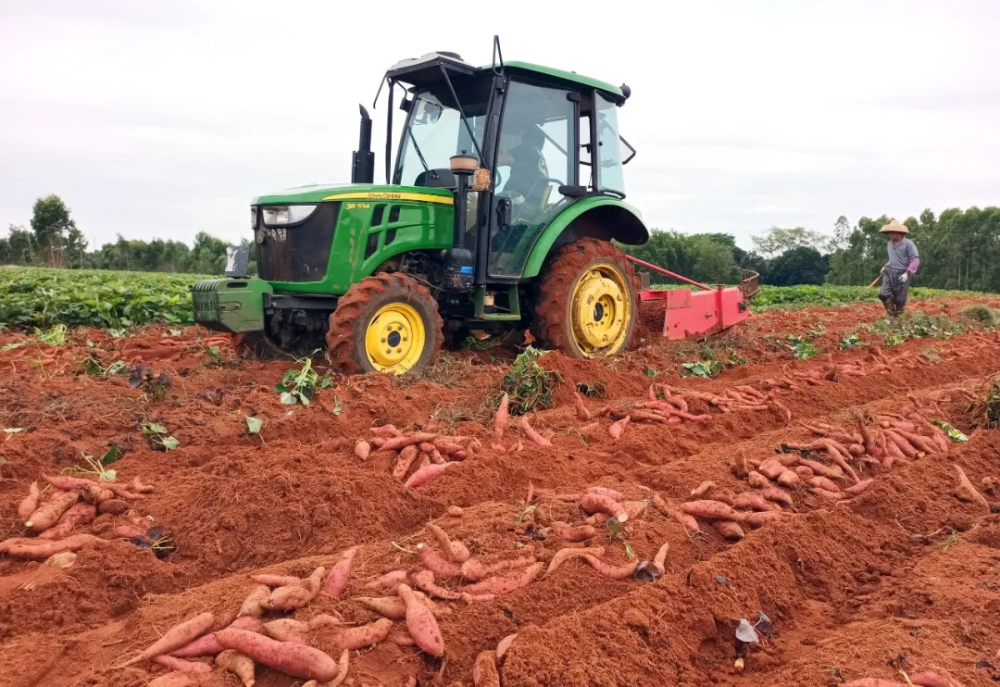 雷州蜜薯大获丰收日销超100吨