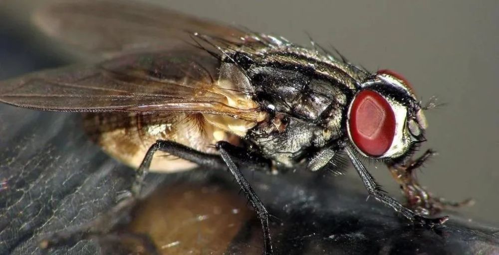 人们常见的苍蝇,包括家蝇,大头金蝇,丝光绿蝇,丽蝇,麻蝇等属于杂食性