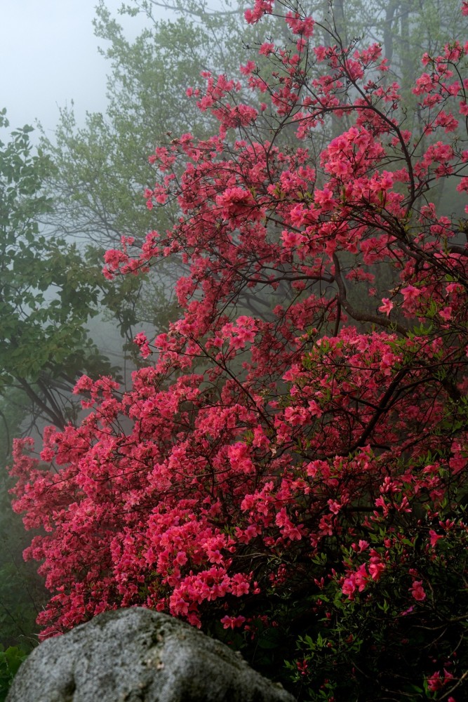 意思是指尽管大雾弥漫,无法窥其全貌,但却能给出一种雾里看花的另类