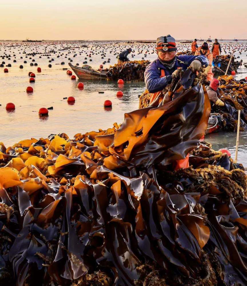 9万亩海带全面进入收获季节,海带养殖工人们迎着朝阳采收海带,沿海各