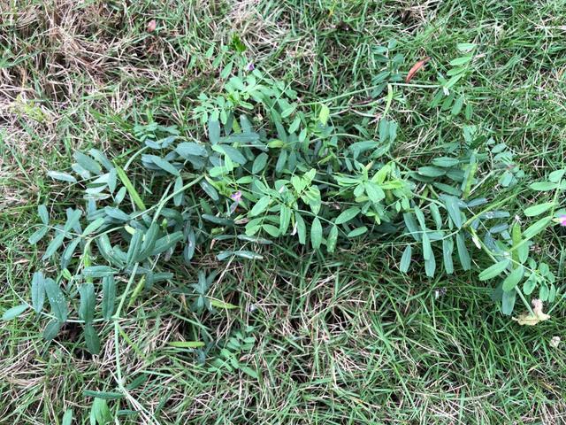 四川人叫他"劳豆子",是农民讨厌的杂草,却曾是儿时快乐的玩具