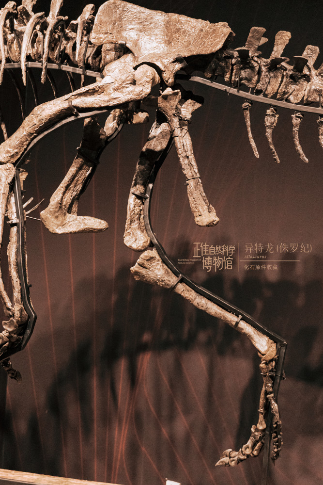 看恐龙来真的异特龙