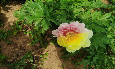 洛阳一种芭茨拉牡丹开出双色花快来看看长啥样