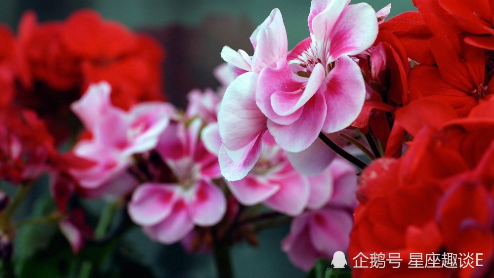 5月7日星座运势 金牛脱颖而出 狮子迎接挑战 射手大胆尝试 腾讯新闻