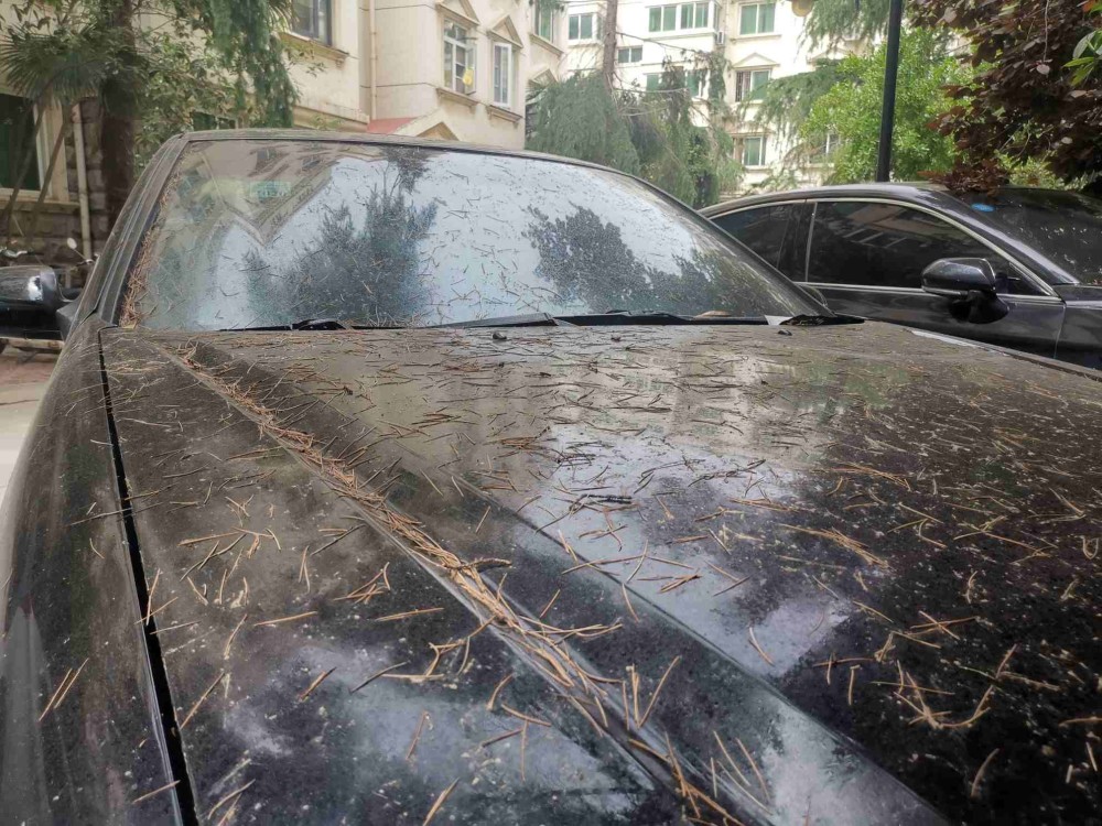 小区树上滴"松油",树下车辆遭了殃,该咋办?_腾讯新闻