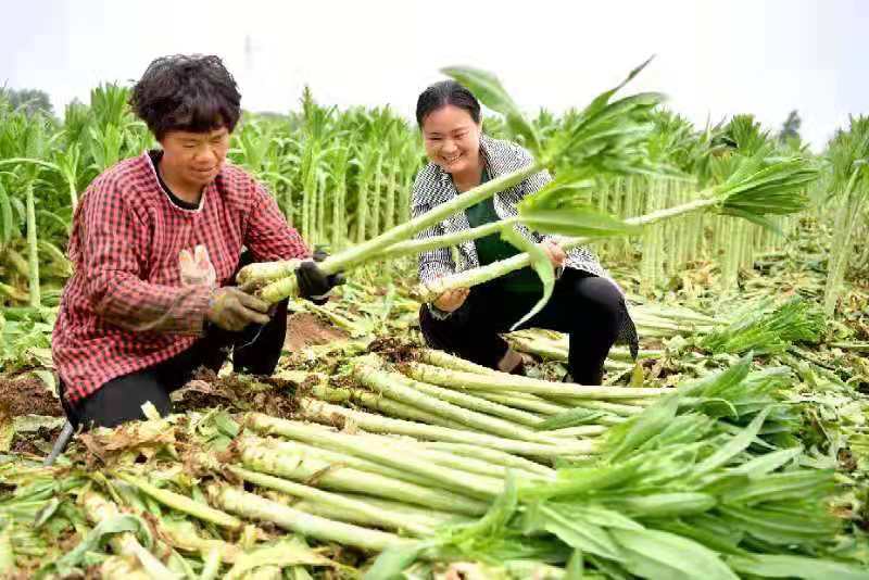 安徽亳州万亩贡菜获丰收