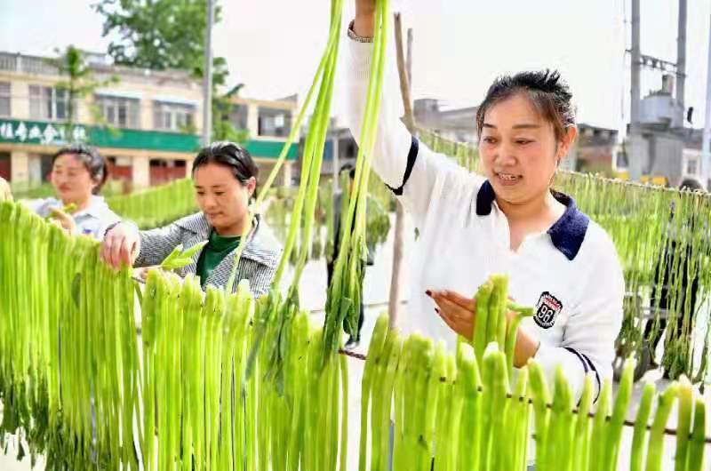 初夏时节,正是"贡菜"苔干的收获季节,安徽省亳州市谯城区沙土镇种植的