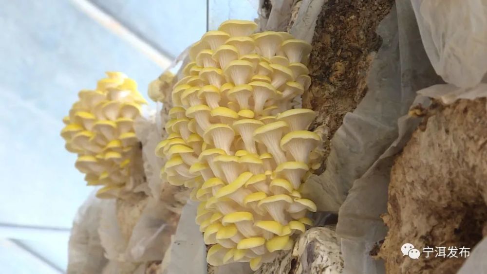 宁洱:"金顶侧耳"新品食用菌试种成功 新产业为当地群众带来致富新希望