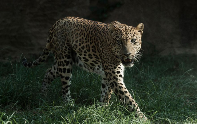 杭州转塘疑似豹子出没?发现者:它胆子挺大,还看我一眼!