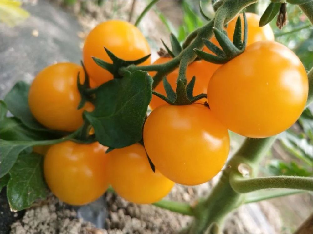 黄色樱桃小番茄每一口都是阳光味道