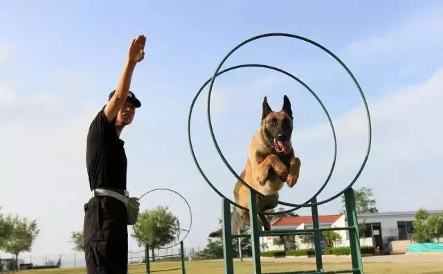 永恒警犬妈妈图片