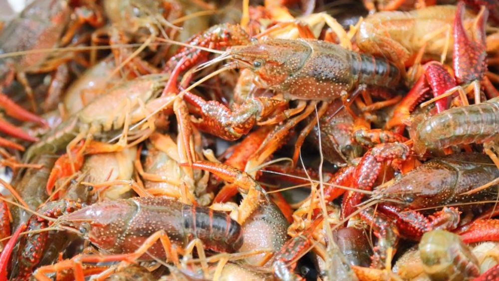 浙江台州14岁男孩将小龙虾塞进肛门想把小龙虾变成龙虾干