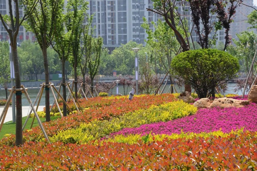 多图预警龙泉广场东园超级漂亮