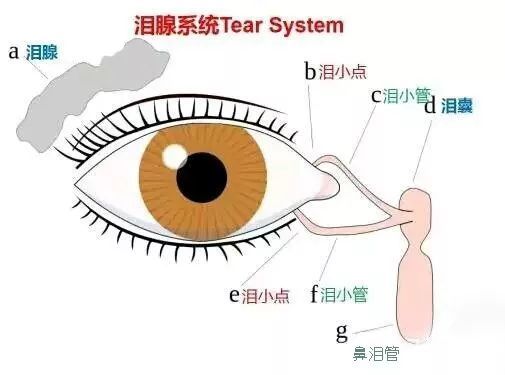 泪液排出器包括上下泪小点,上下泪小管,泪总管,泪囊和鼻泪管泪液分泌