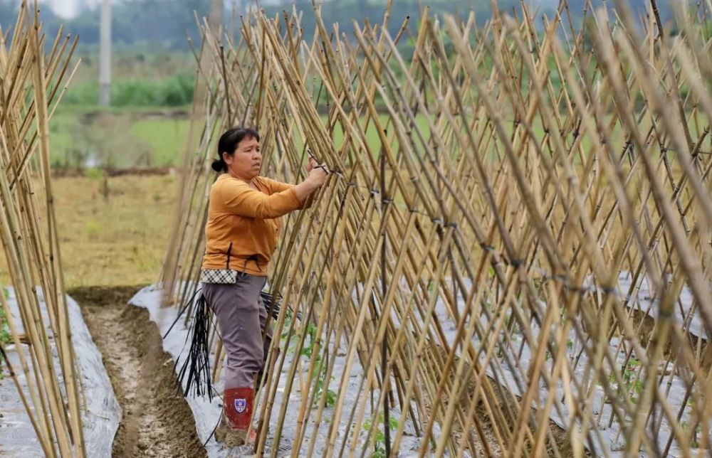关注立夏已至耕作正忙