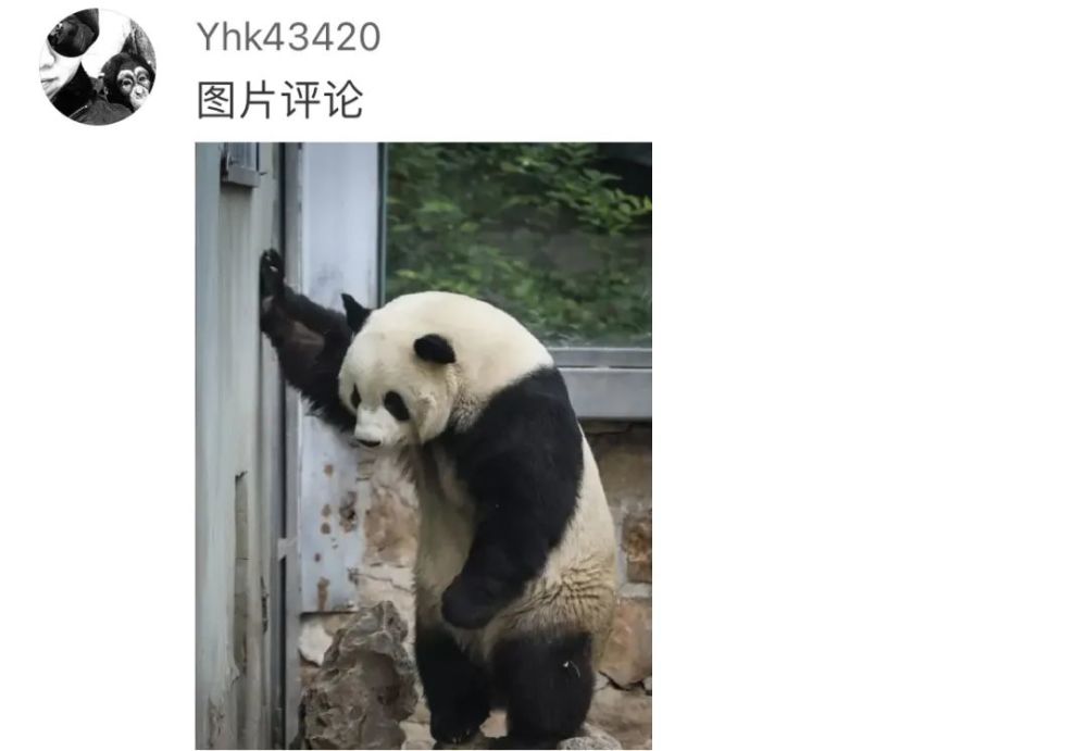 扶墙熊猫表情包图片