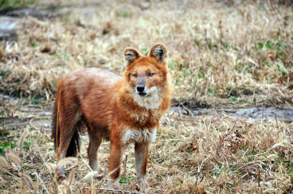 豺(cuon alpinus)又名豺狗,红狗,红狼,是犬科豺属,外形似狼而明显小于