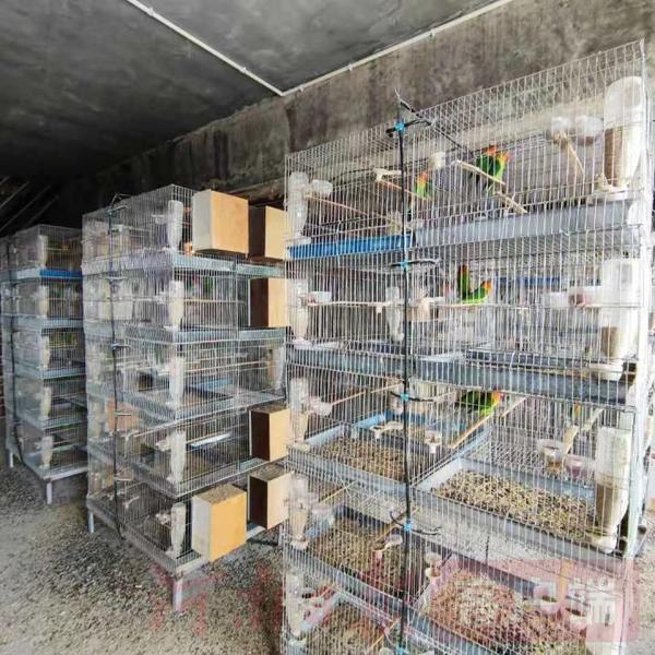 的指引下,记者来到了位于商丘市梁园区李庄乡牛庄村的于莉鹦鹉养殖场