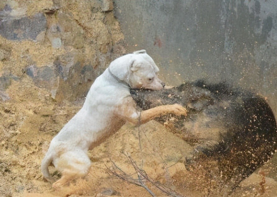 世界十大凶犬白色殺手阿根廷杜高犬