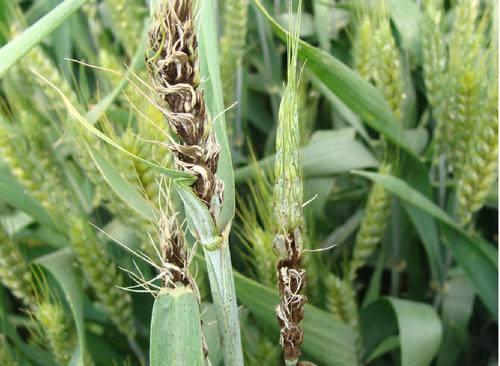 腥黑穗病小麦植株略矮,分蘖增多,麦粒颖片稍张开,露出病粒.