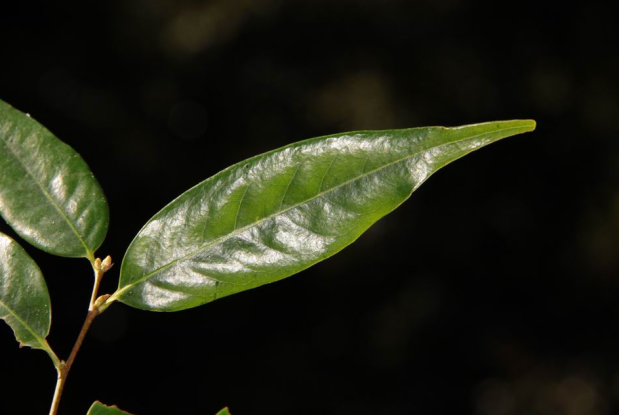 荒野维生野菜系列米槠