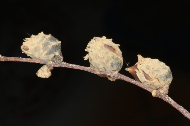 荒野维生野菜系列米槠