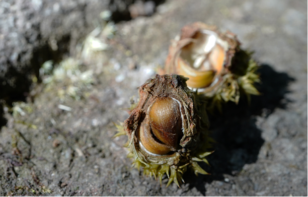 荒野维生野菜系列米槠