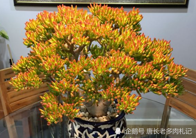 筒叶花月/吸财树老桩