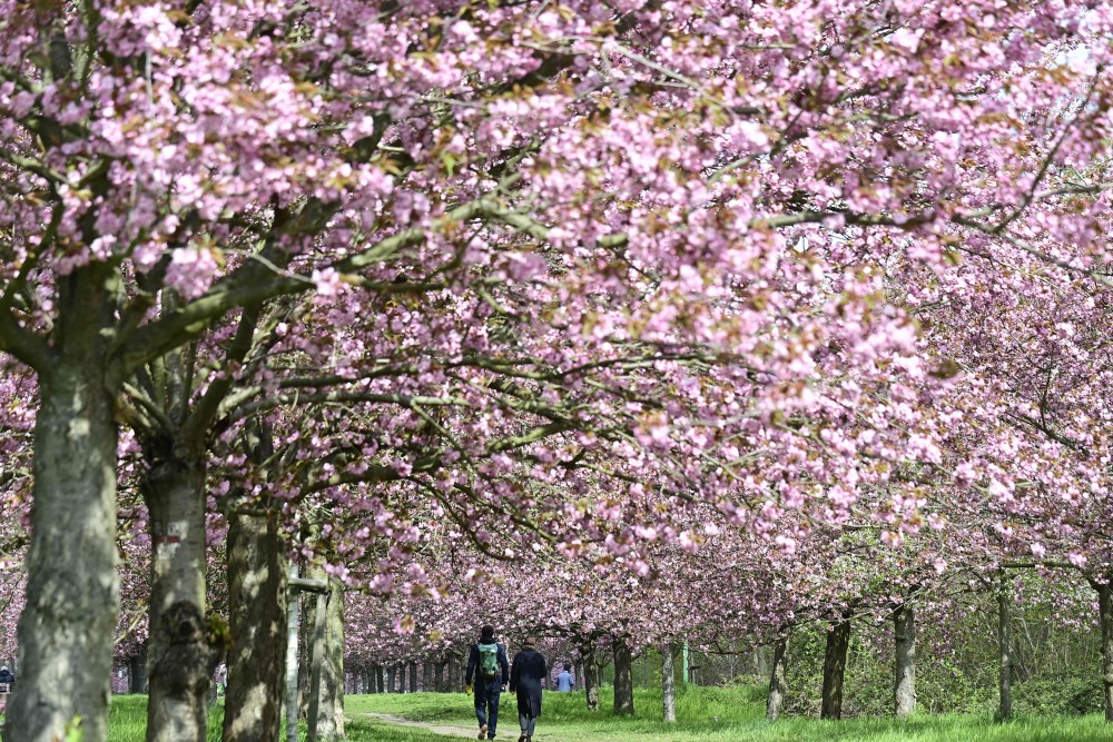 (外代一线)德国柏林樱花盛开